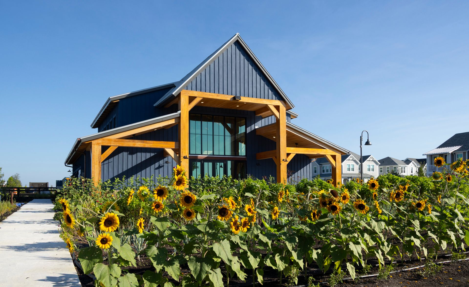 The Barn at Newfield Farm behind a blooming sunflower field