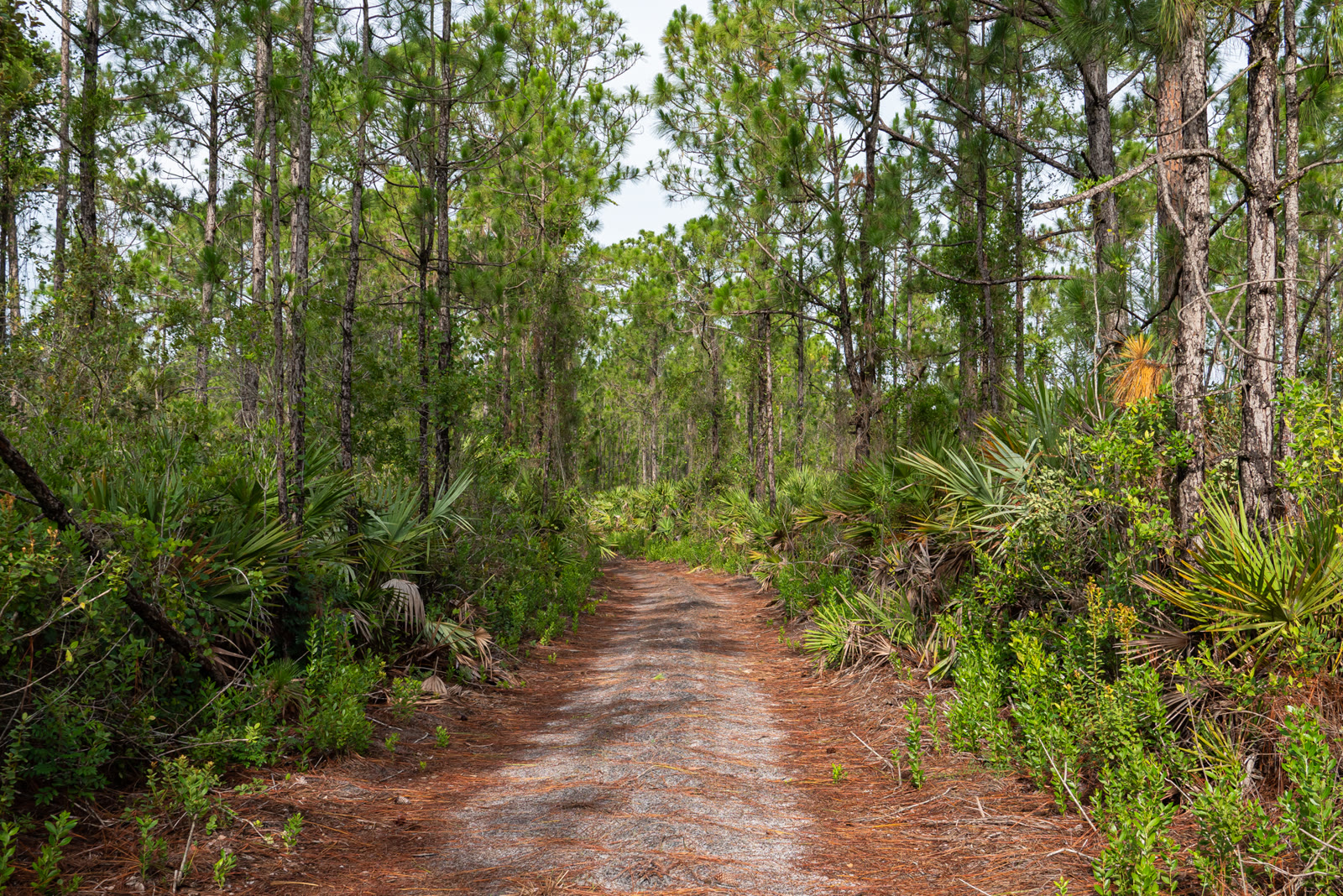 A dirt trail through pine flatwoods in the conservancy