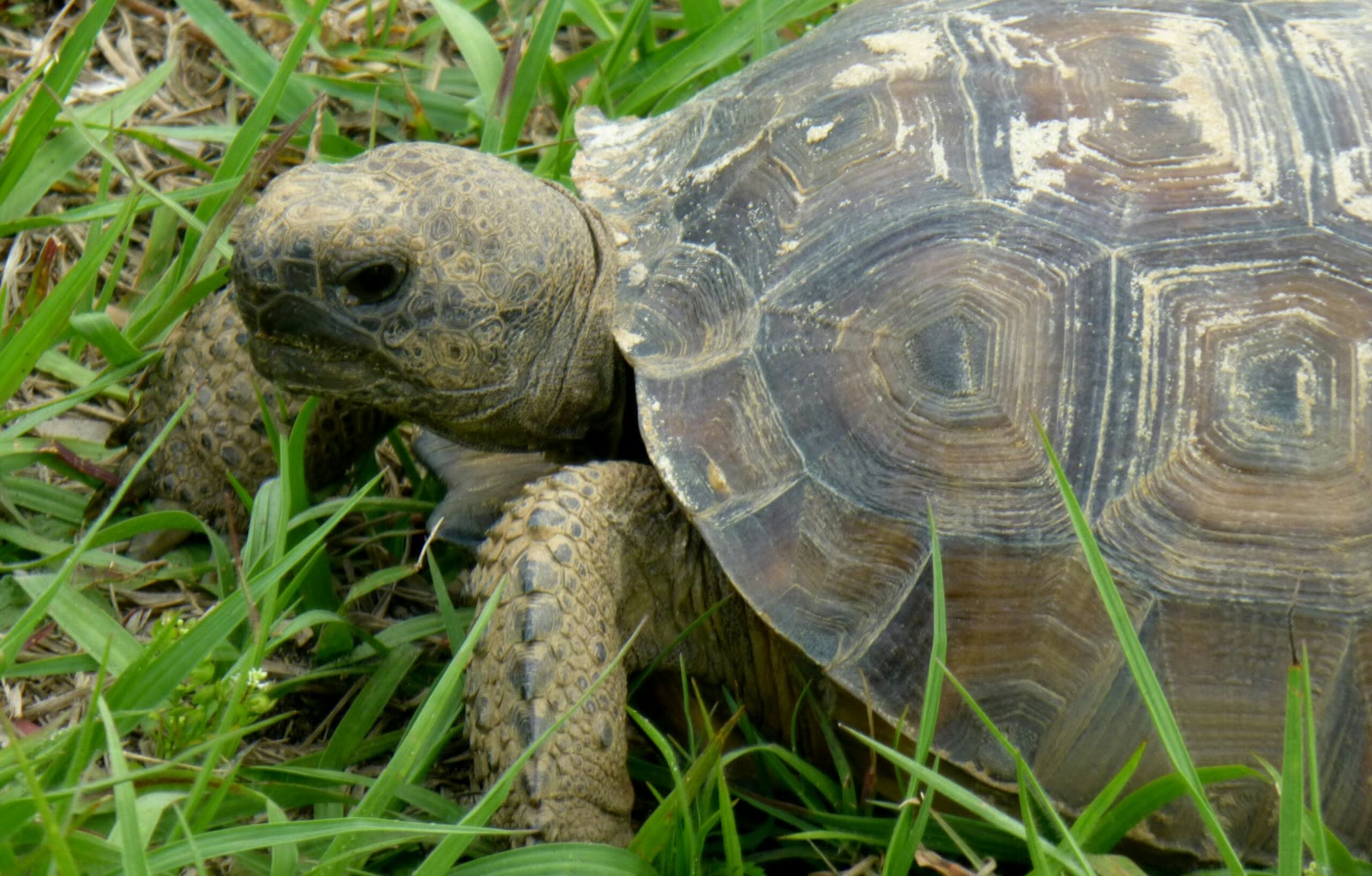 A gopher tortoise in the grass of the conservancy