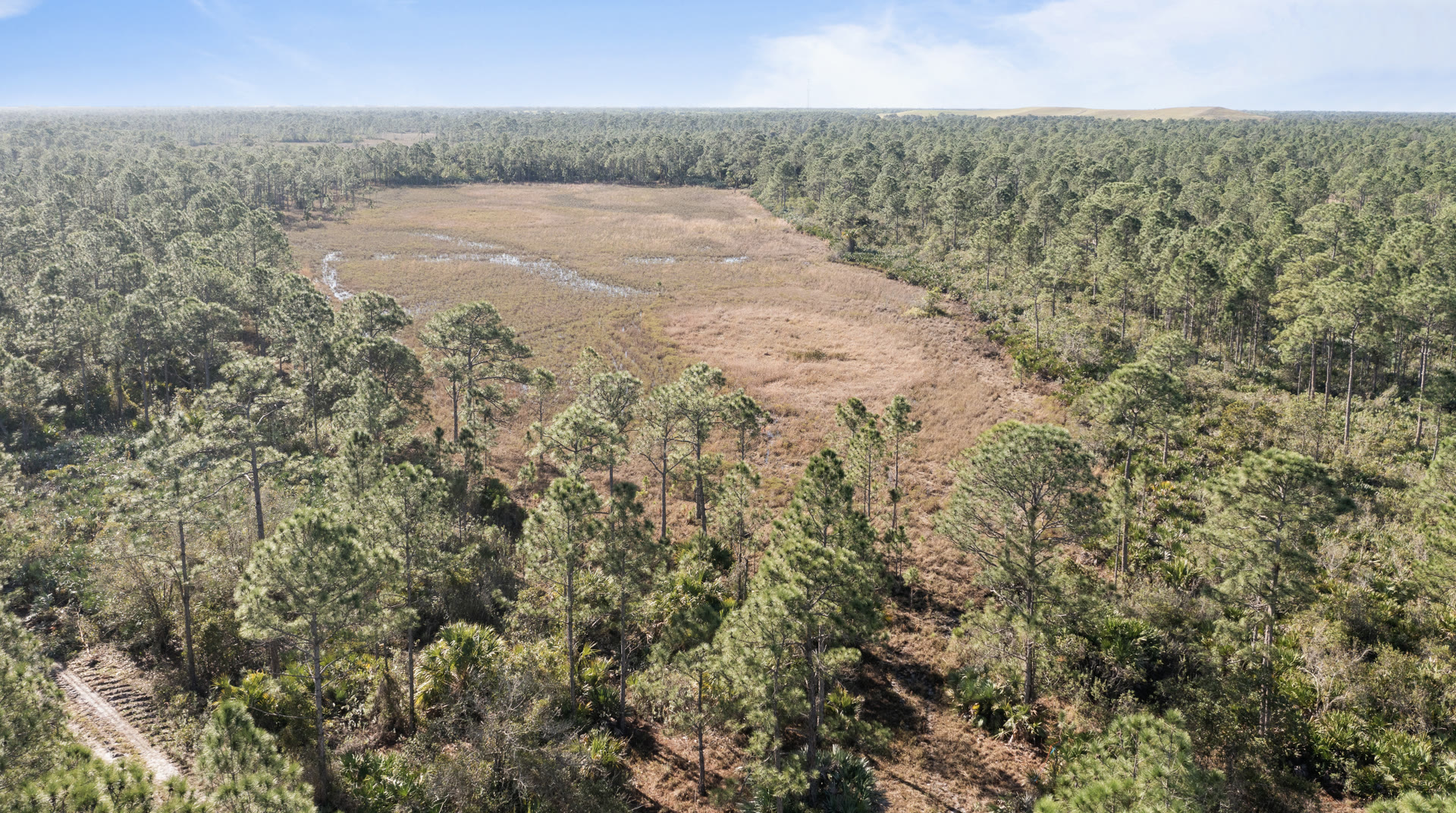 Drone aerial over the Kiplinger Conservancy wetlands ringed by pine forest
